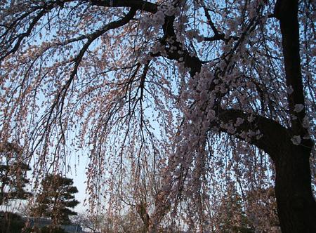 DSCF1639.JPG